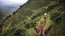 Adams: "Latin America is now one of the hottest areas for sustainable business and ecological investments." Photo (c) The Coffee Quest Colombia